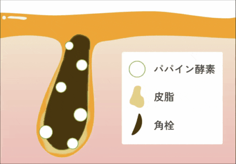 パパイン酵素が角栓を分解する様子
